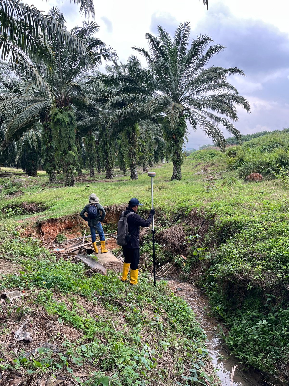Ground survey through plantation terrain
